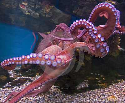 giant-pacific-octopus-1-9217268