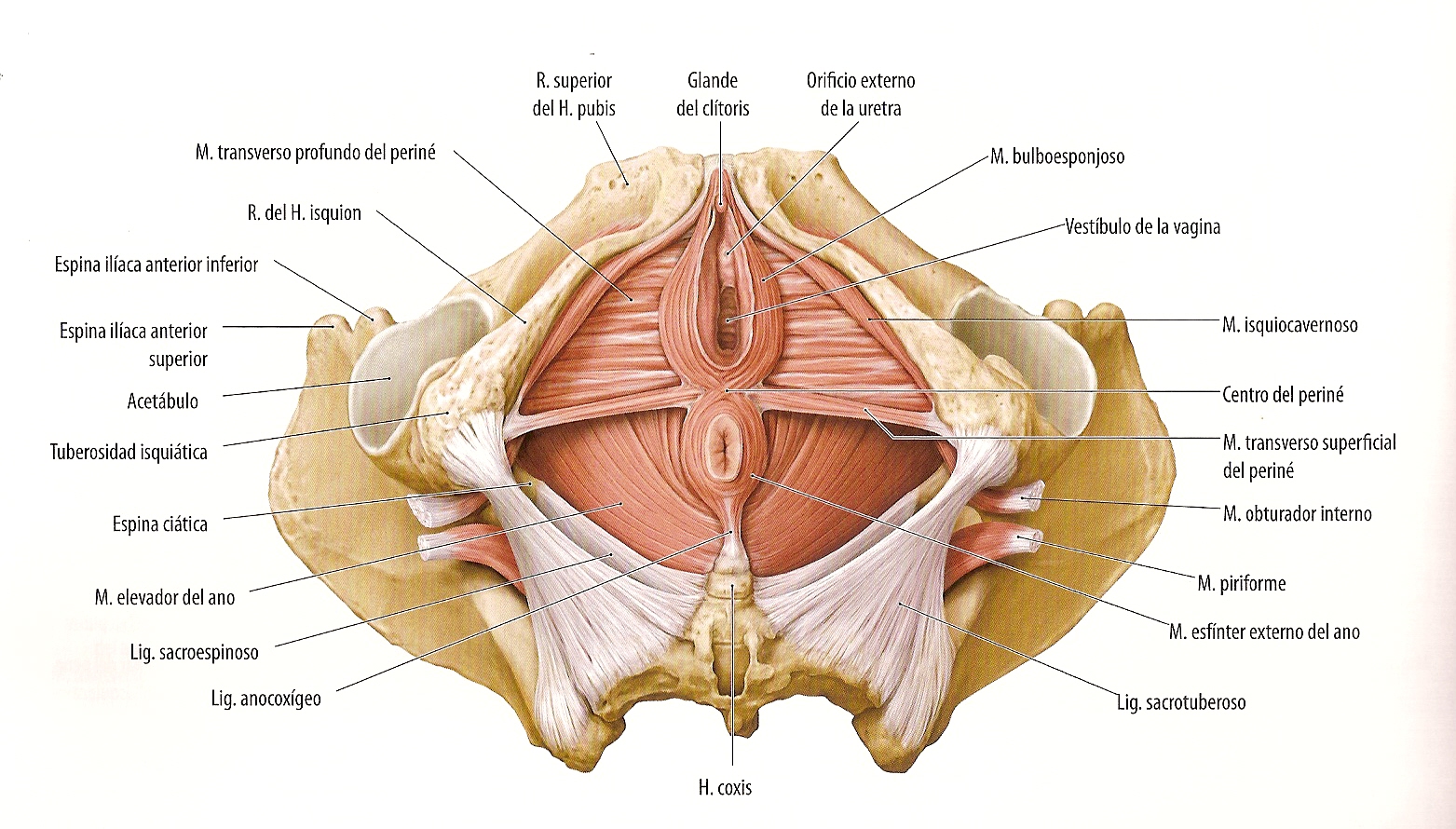 Мышцы тазового дна у женщин анатомия